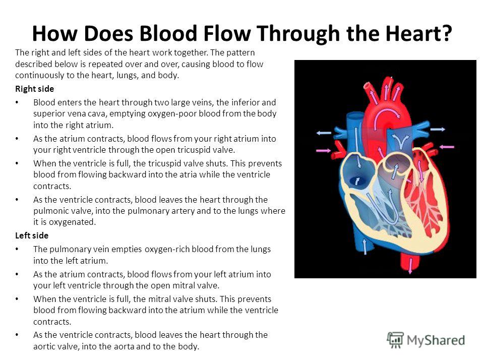 Презентация на тему: "Cardiology is a medical specialty ...