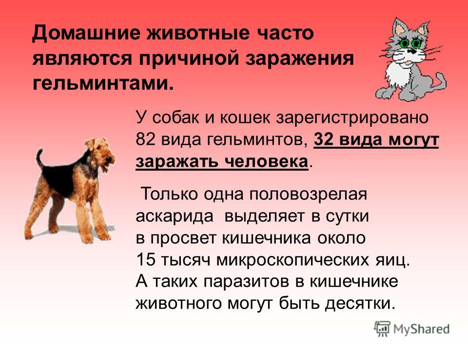 Орхидея в природе паразит