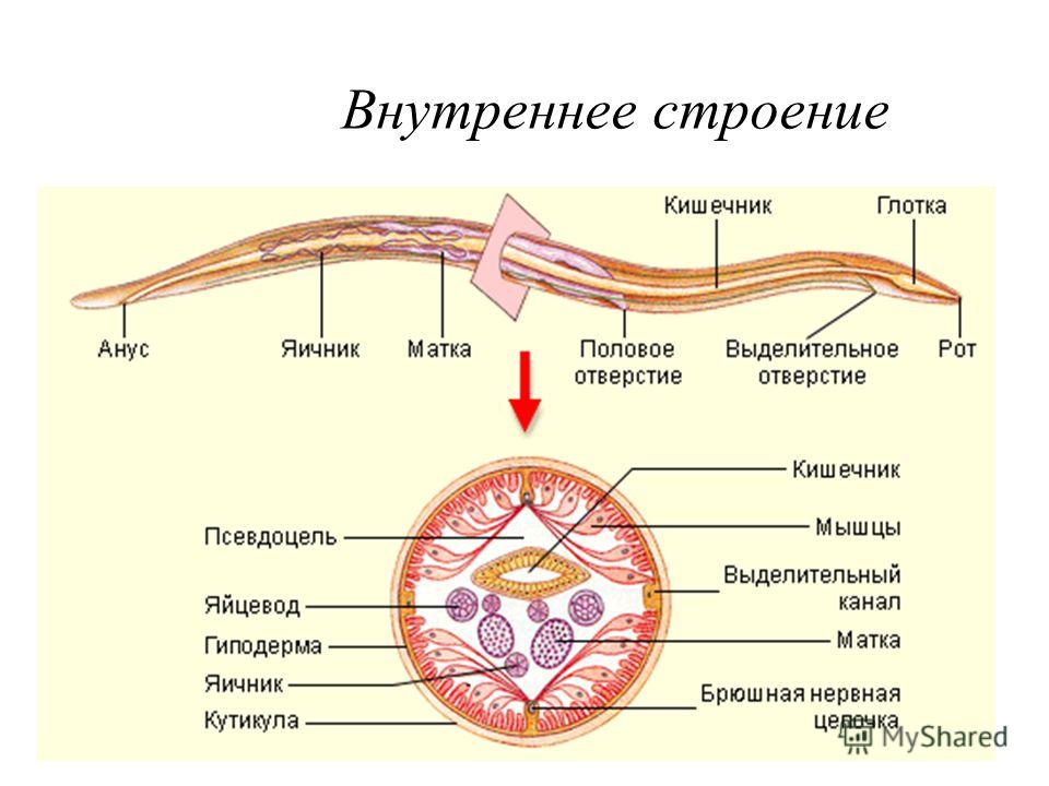кольчатые черви паразиты человека кольчатые черви паразиты человека