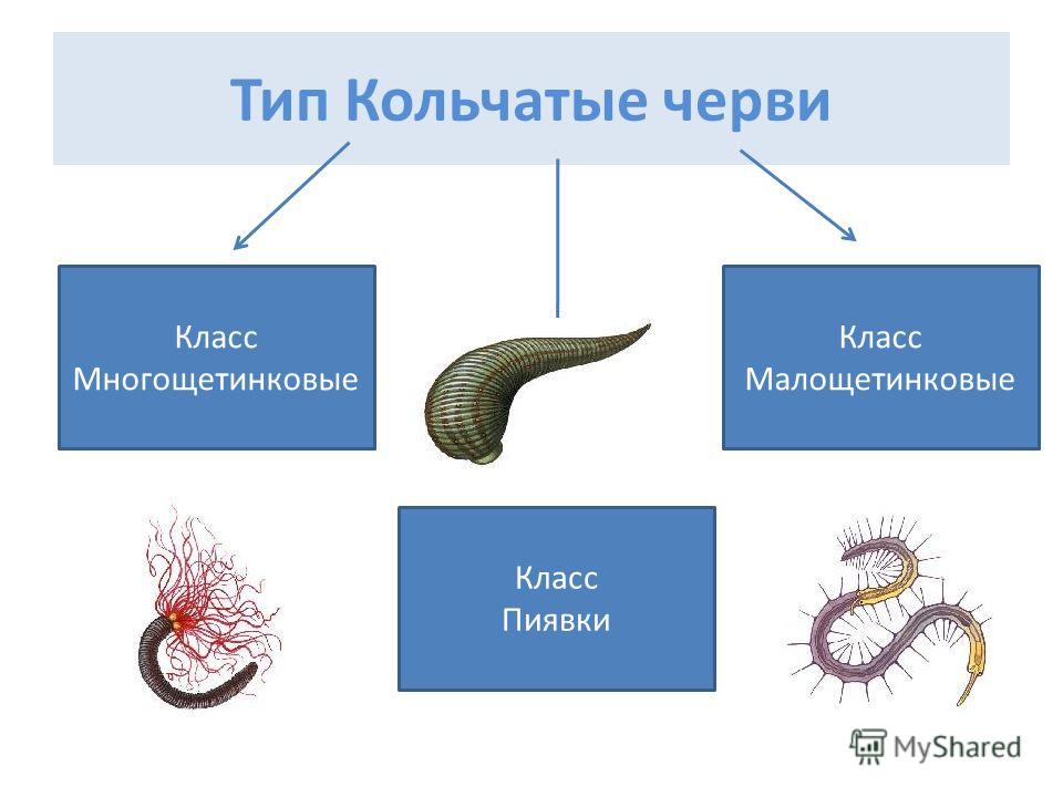 кольчатые черви паразиты человека кольчатые черви паразиты человека