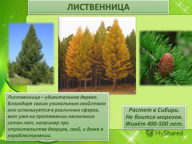 ЛИСТВЕННИЦА Растет в Сибири. Не боится морозов. Живёт 400-500 лет. Лиственница – удивительное дерево. Благодаря своим уникальным свойствам оно используется в различных сферах, вот уже на протяжении нескольких сотен лет, например при строительстве дво