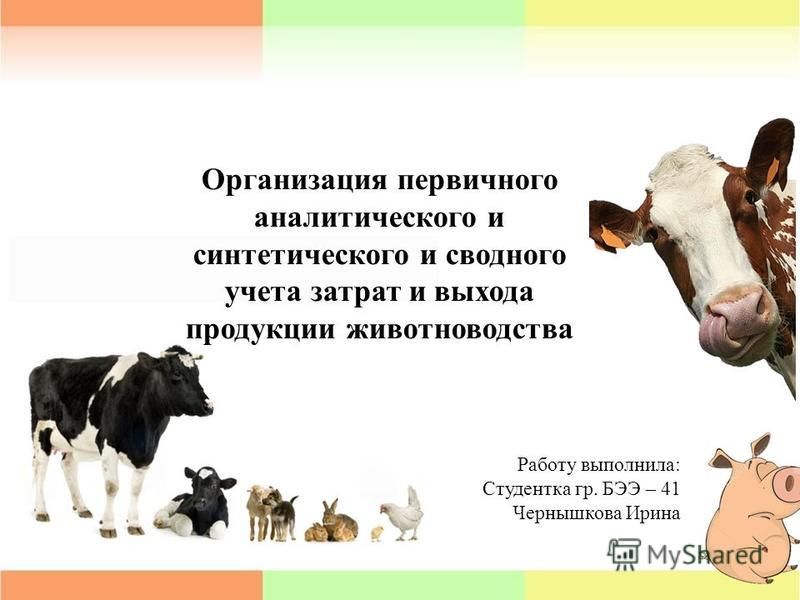Доклад: Производство и переработка продукции животноводства