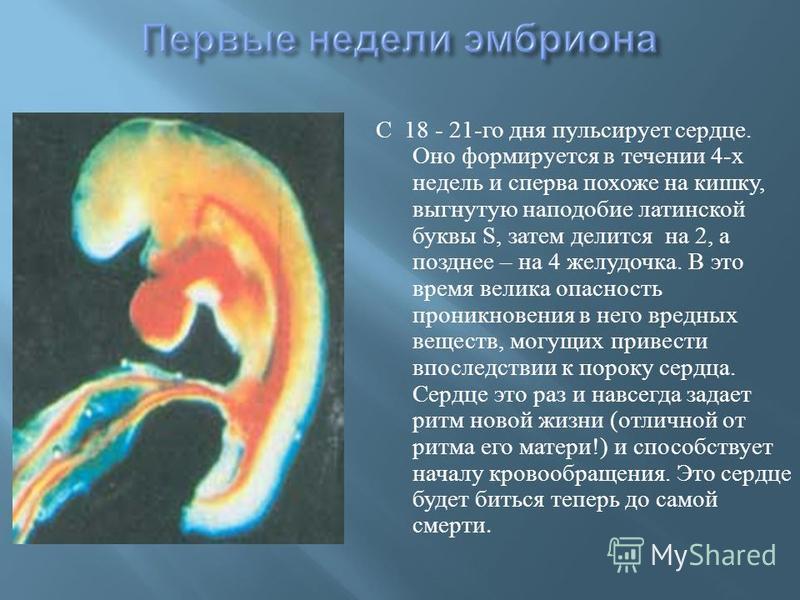 Фото Эмбриона Х 18 Фото Эмбриона Х 18