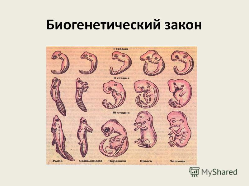 Биогенетический закон на примере позвоночных Презентация на тему: "Индивидуальное развитие организмов животные Составила преп