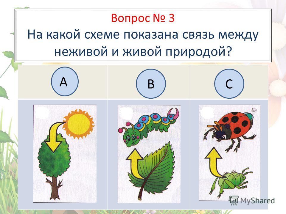 Связь между живой и неживой схема Связь между живой и неживой схема