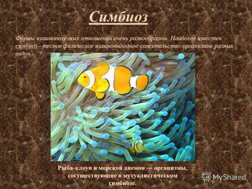 Взаимополезные отношения видов Взаимополезные отношения видов