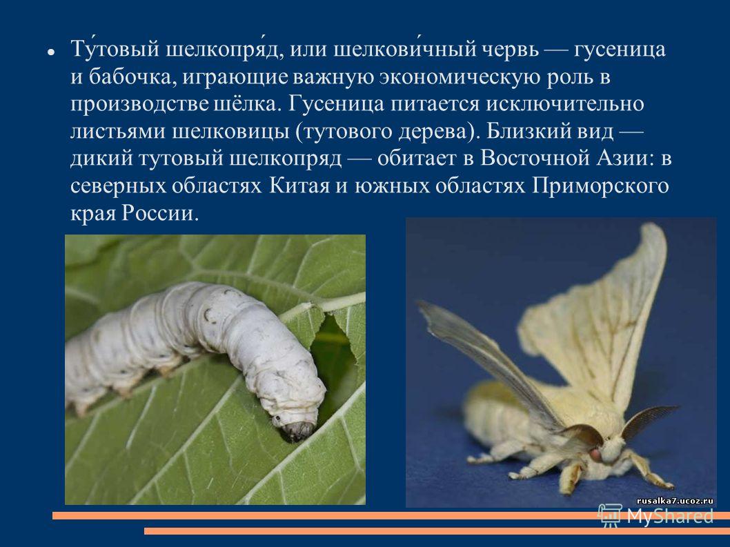 скачать шелкопряд бесплатно