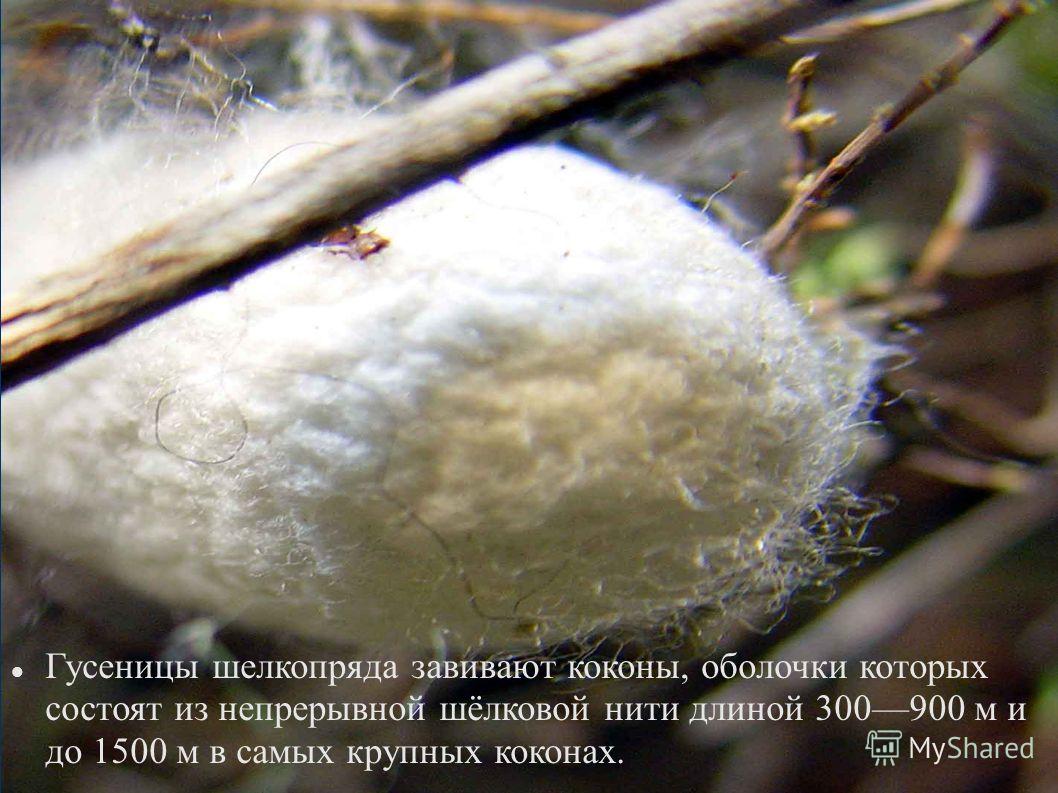 скачать шелкопряд бесплатно