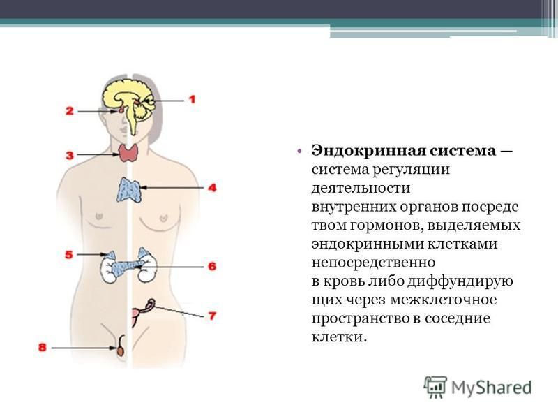 Презентация на тему эндокринная система