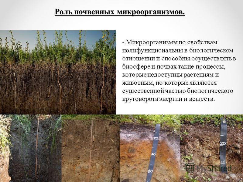 Антагонизм Микроорганизмов