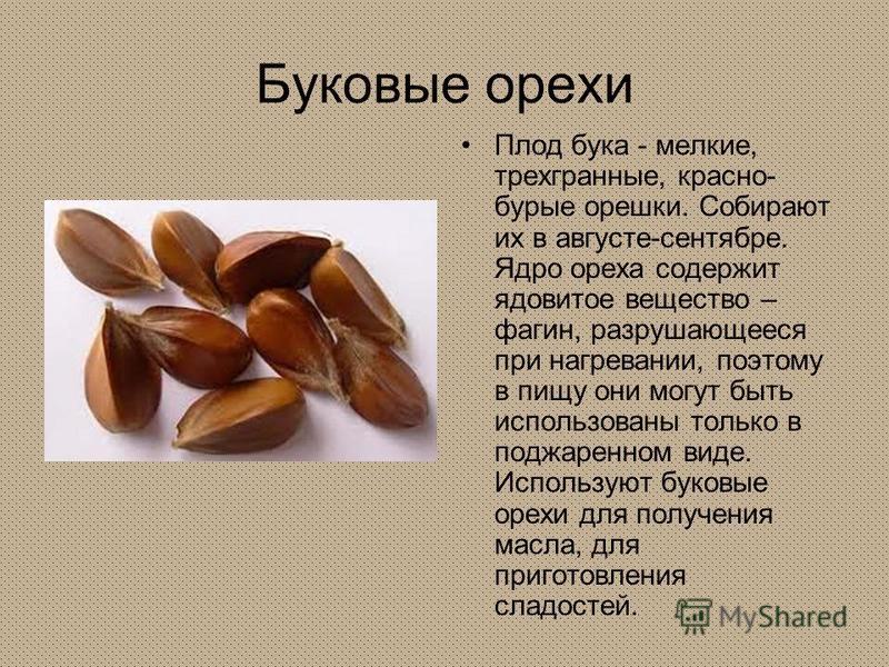 Презентация на тему: "Плоды Костянка плод сочный односемянный. Костянка есть у п