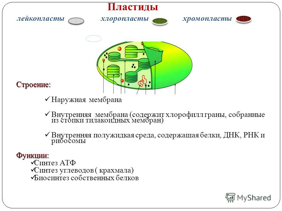 Биосинтез Белков Презентация 9 Класс