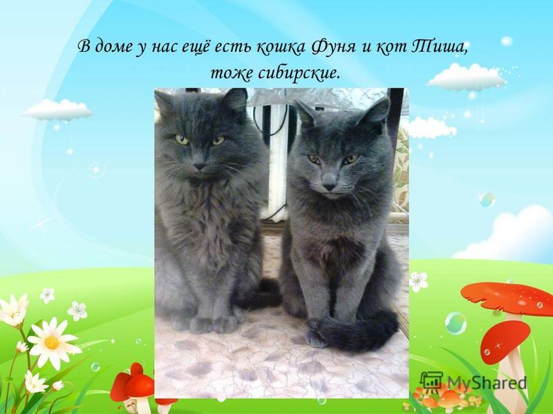 В доме у нас ещё есть кошка Фуня и кот Тиша, тоже сибирские.