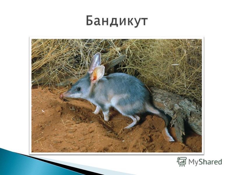 Относились ли раньше к шахматам также, как сейчас к компьютерным играм (вредно д