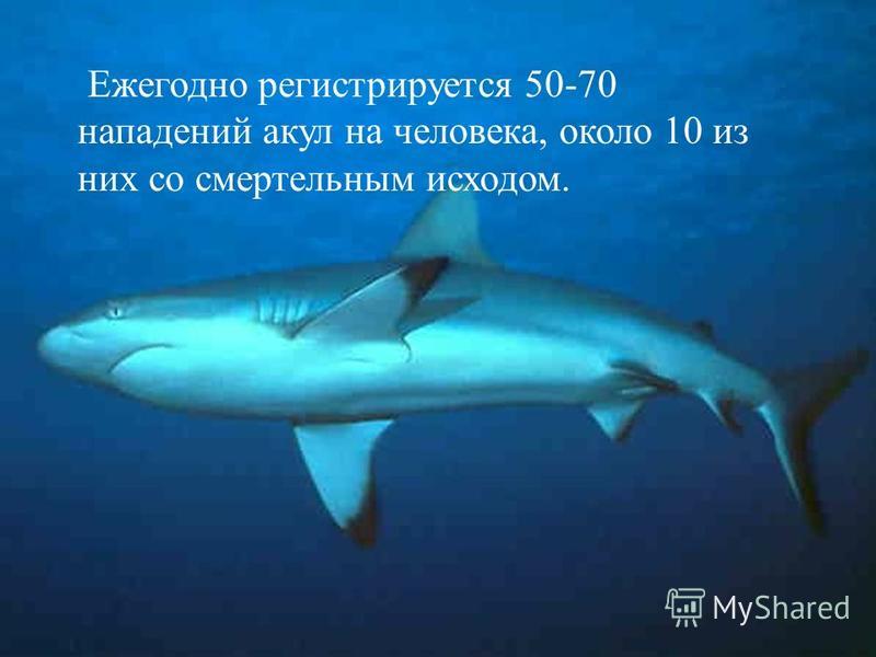 Ежегодно регистрируется 50-70 нападений акул на человека, около 10 из них со смертельным исходом.