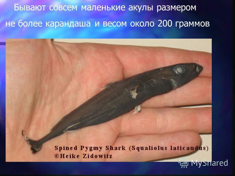 Бывают совсем маленькие акулы размером не более карандаша и весом около 200 граммов