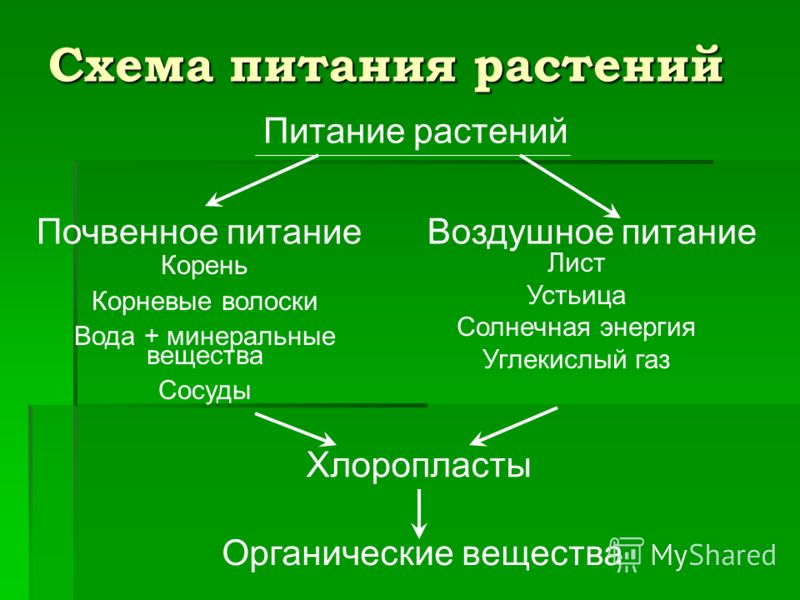 Схема цветка биология 6 класс схема Схема цветка биология 6 класс схема