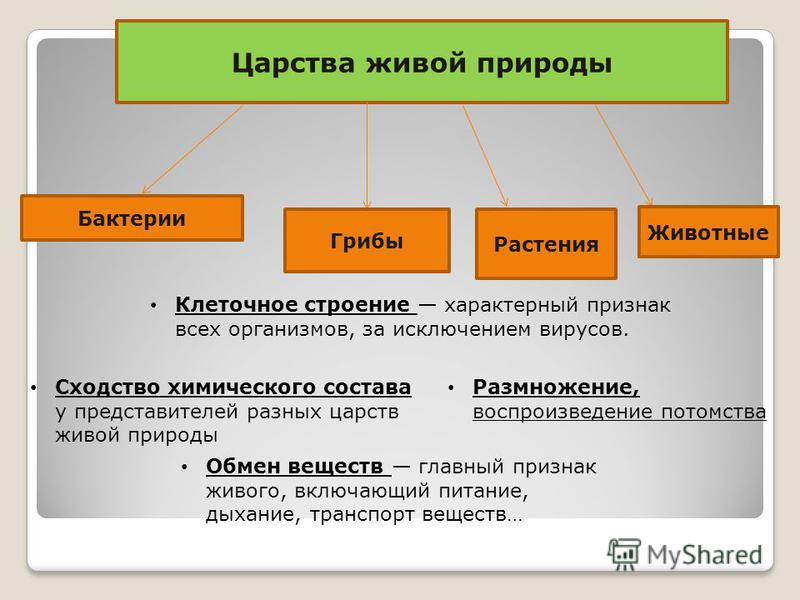 Царства живой природы схема представители фото 151