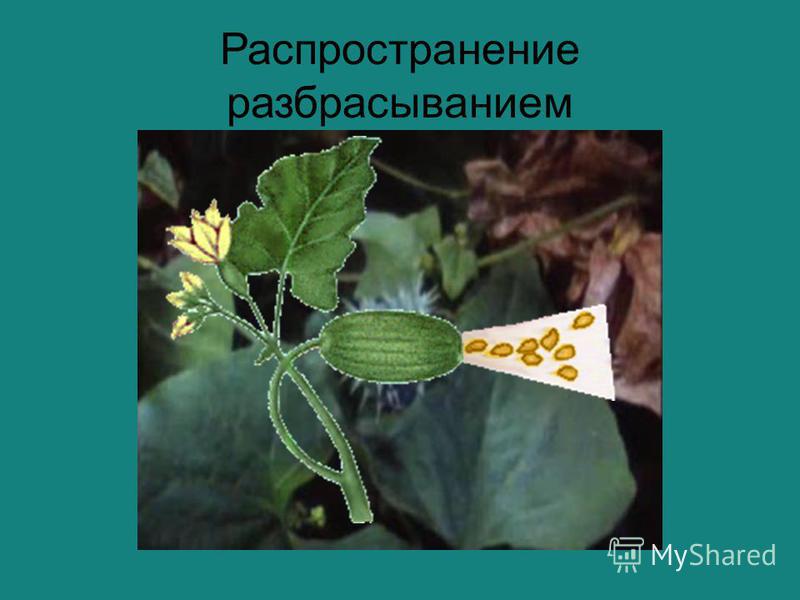 Цветок с мелкими листьями Цветок с мелкими листьями