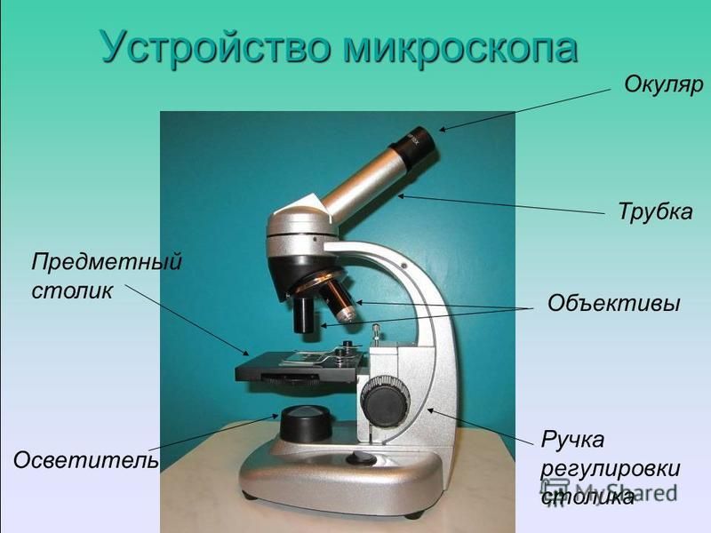 Устройство микроскопа Окуляр Трубка Объективы Предметный столик Осветитель Ручка регулировки столика