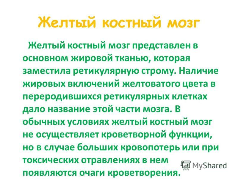 Желтый костный мозг строение и расположение