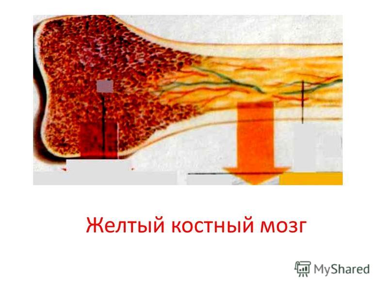 Презентация на тему: "Министерство Здравоохранения Республики Узбекистан Нукусск